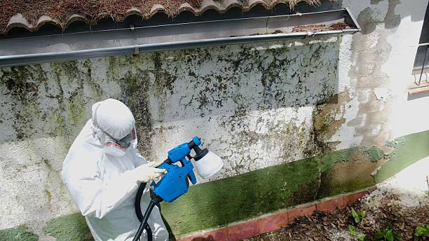 Top rated local Mold Remediation specialists in Vandalia, IL